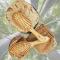 The Kobe Quanzhu Bamboo Cushion Brush is made from natural bamboo